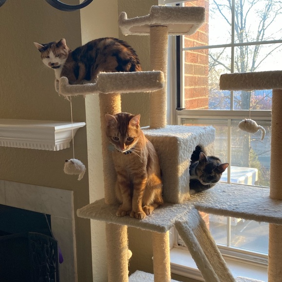 Sometimes you just need a friend to give you a hug. 😺💙 - Picture 2 of 10